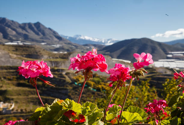 Spanish flowers and mouintans, Costa Tropical, Granada, Spain