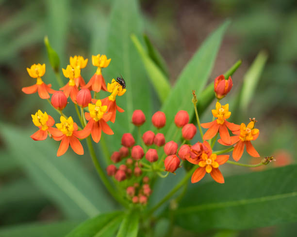 Scarlet milkweed (Asclepias curassavica) | Picture Library | Plant and garden photography Scarlet milkweed (Asclepias curassavica) | Picture Library | Plant and garden photography
