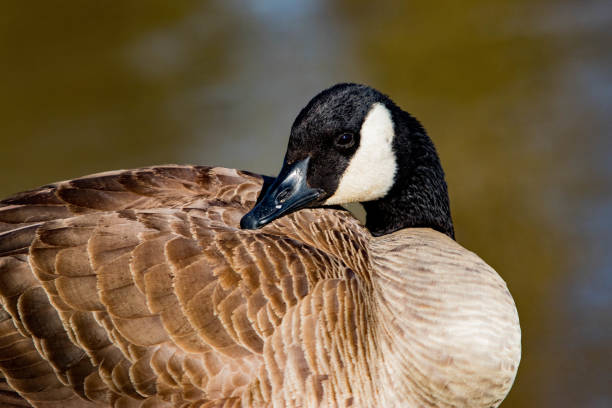 A resting Canada goose by the lake in a spring afternoon