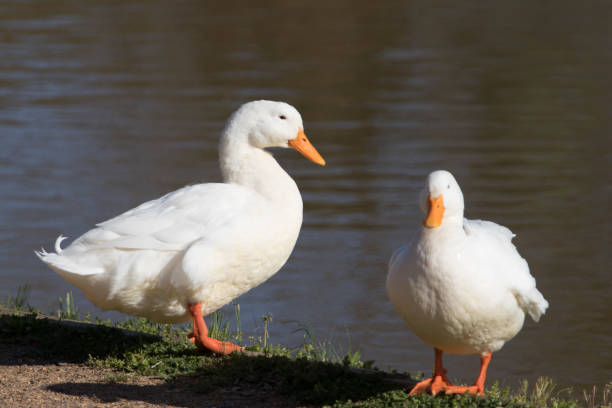 istock White geese resting by the lake in a spring afternoon 950169792