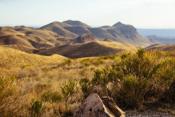 istock Sunset landscape with blooming plant in foreground 950171956