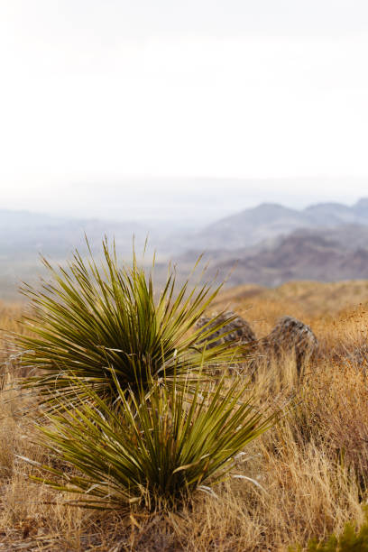 istock Sunset landscape with yucca plant in foreground 950172046