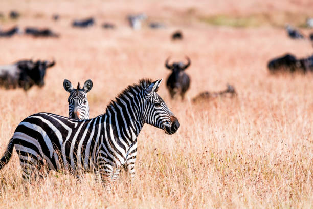 The annual Great Migration of wildebeest and other grazing herbivores across the Serengeti-Mara ecosystem is one of the greatest spectacles in the natural world. About 200 000 zebra and 500 000 Thomson's gazelle ...and one-and-a-half million wildebeest partake to this journey !