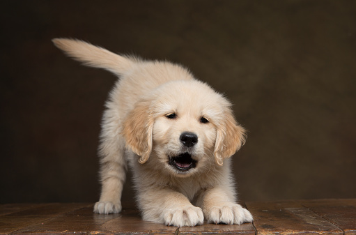 An adorable Golden Retriever Puppy stretching towards the camera