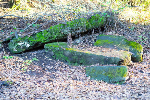istock Several stones in the leaves crossing with branches 950172944