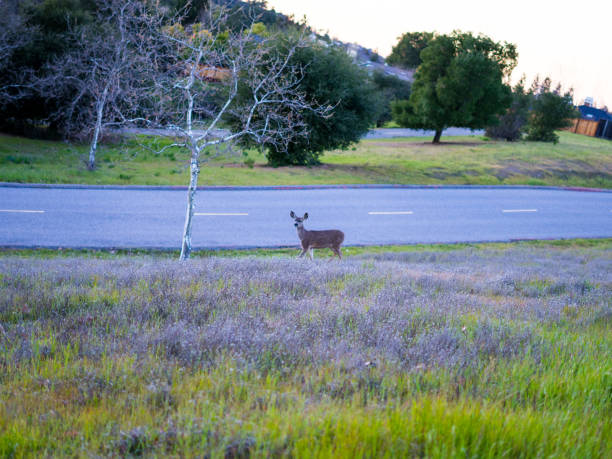 istock Deer in hiking trail in the park 950173134