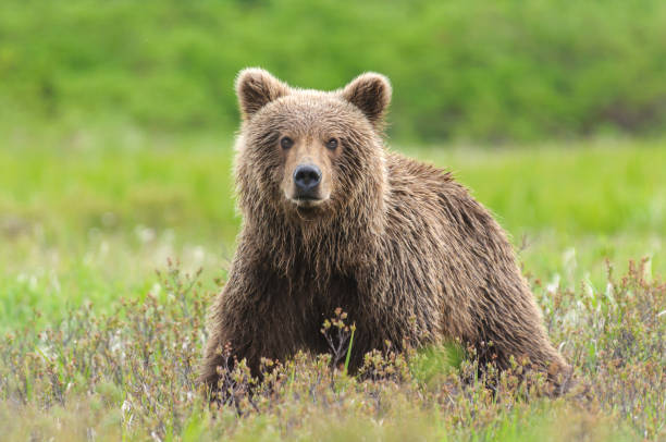 oso pardo de cerca en campo verde juncia - oso grizzly fotografías e imágenes de stock