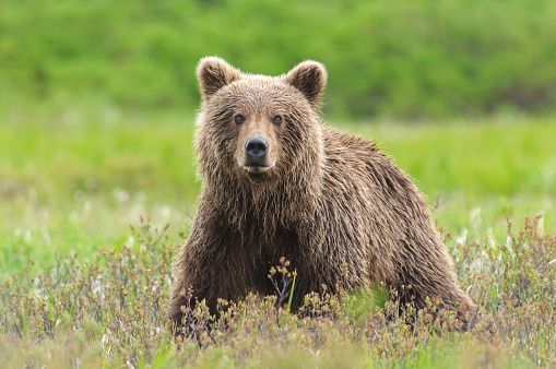 A bear catches a salmon