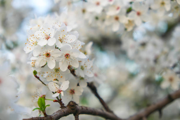 istock Spring flowering on the tree. Beautiful White flowers. 950183038