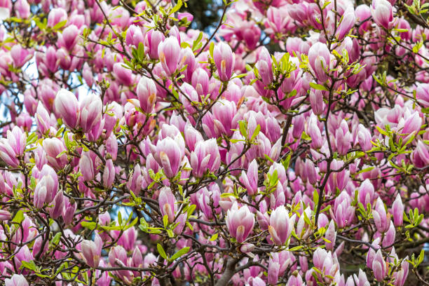 istock Pink magnolia flowers in the garden 950186592