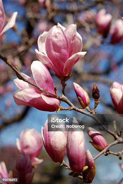 Magnolia Flores Foto de stock y más banco de imágenes de Aire libre - Aire libre, Brote, Cabeza de flor
