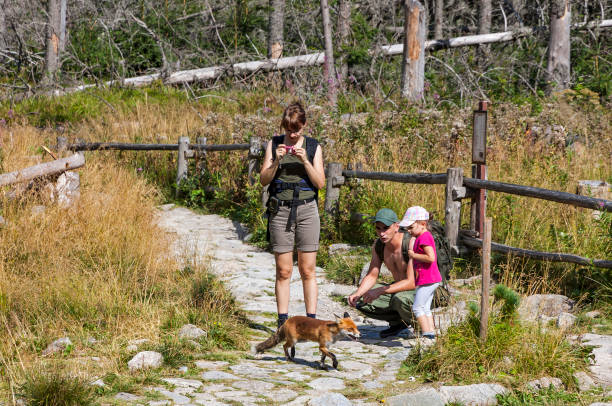 Little fox at the forest in High Tatras mountains, Slovakia HIGH TATRAS MOUNTAINS, SLOVAKIA - AUGUST 28, 2015: Unidentified tourists watch to a wild little fox at the tourist camp in forest near Hrebienok resort (1285m) in High Tatras mountains high tatras stock pictures, royalty-free photos & images