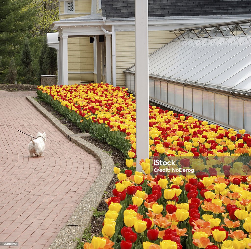 Cão a andar por Tulipa Cama - Royalty-free Ao Ar Livre Foto de stock