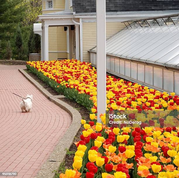 Cão A Andar Por Tulipa Cama - Fotografias de stock e mais imagens de Ao Ar Livre - Ao Ar Livre, Cão, Um animal