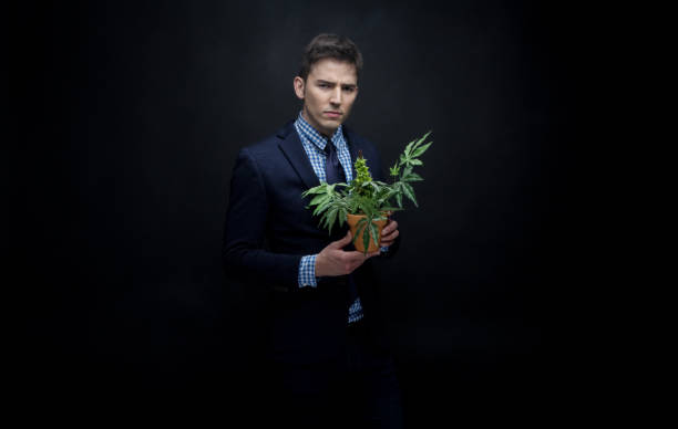 istock Well dressed businessman holding his marijuana plant 950189756
