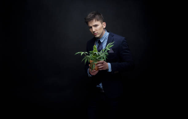 istock Well dressed businessman holding his marijuana plant 950189758