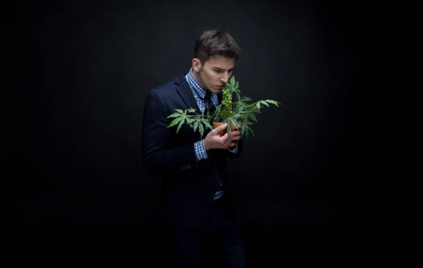 istock Well dressed businessman holding his marijuana plant 950189810