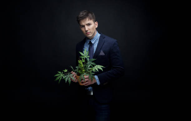 istock Well dressed businessman holding his marijuana plant 950189864