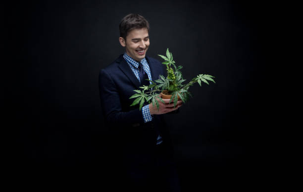 istock Well dressed businessman holding his marijuana plant 950189950
