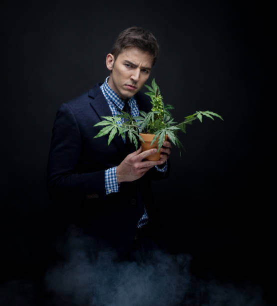 istock Well dressed businessman holding his marijuana plant 950190392
