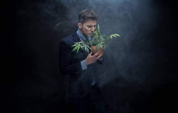 istock Well dressed businessman marijuana plant in dense smoke 950190536