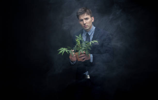 istock Well dressed businessman marijuana plant in dense smoke 950190598