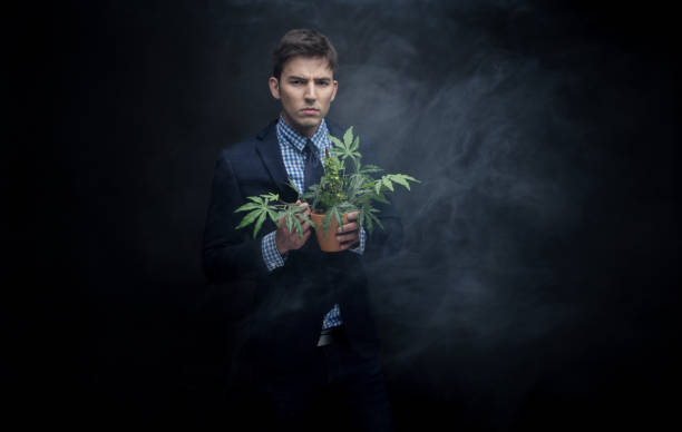 istock Well dressed businessman marijuana plant in dense smoke 950190632