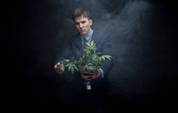 istock Well dressed businessman marijuana plant in dense smoke 950190640