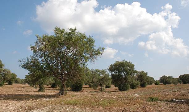 istock Olive Orchard in South Italy 95019294