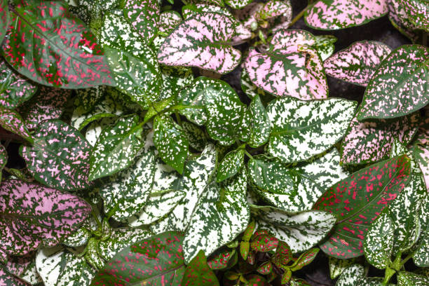 istock hypoestes phyllostachya pant colorful leafs 950193124