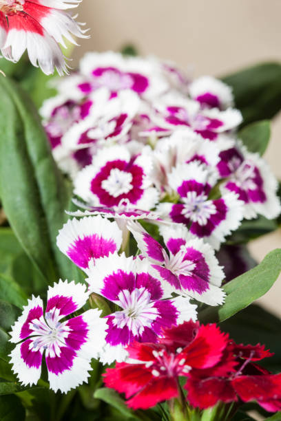 istock Cravina Dianthus chinensis  Flowers (China Pink) 950193128