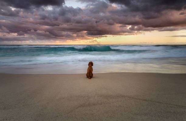 Longing Dog by the ocean, Sydney Australia