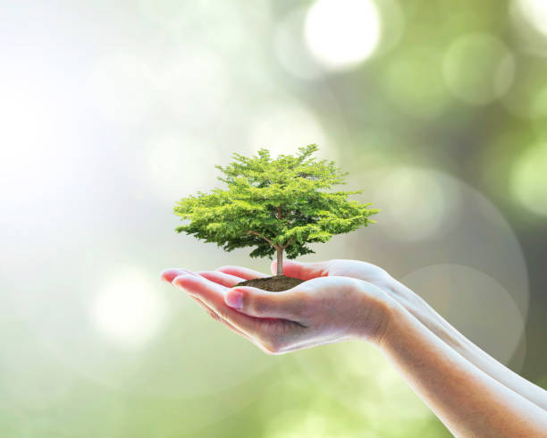 hållbar miljö, spara miljö ekosystemet i skogen och gå grönt koncept med trädplantering på volontärens händer - save energy bildbanksfoton och bilder