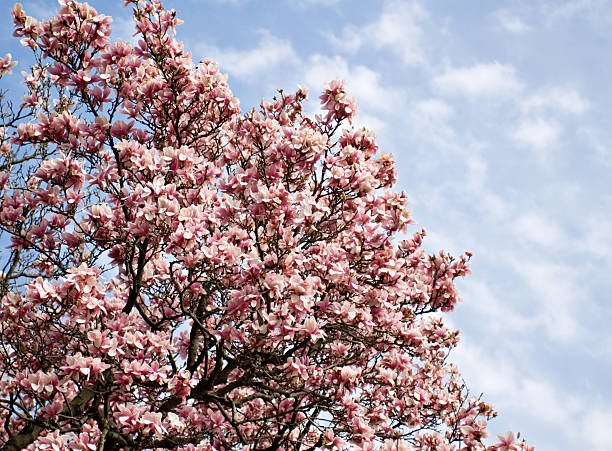 pires magnolia árvore em bloom - 6184 - fotografias e filmes do acervo