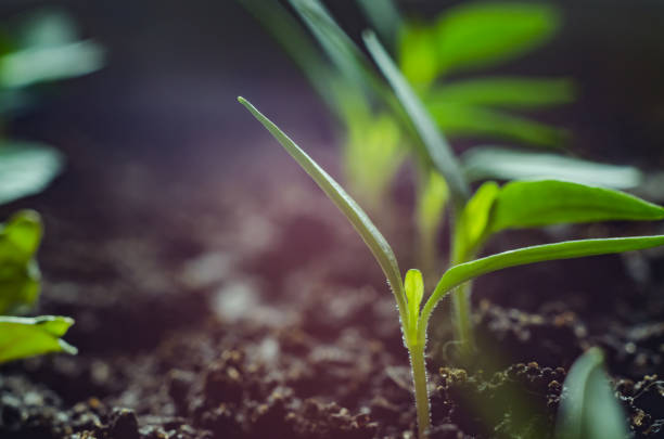 istock Soft blurred and soft focus the surface texture of green leaves 950200200