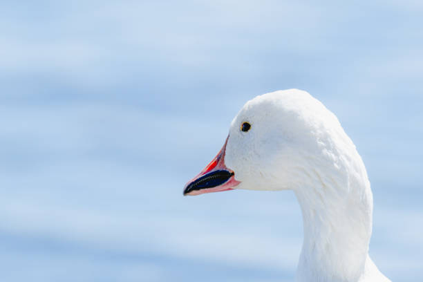 istock White Geese of Canada in the sun. 950200398