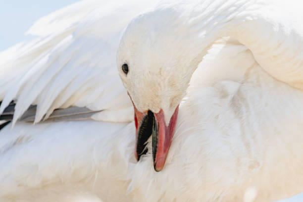istock White Geese of Canada in the sun. 950200592