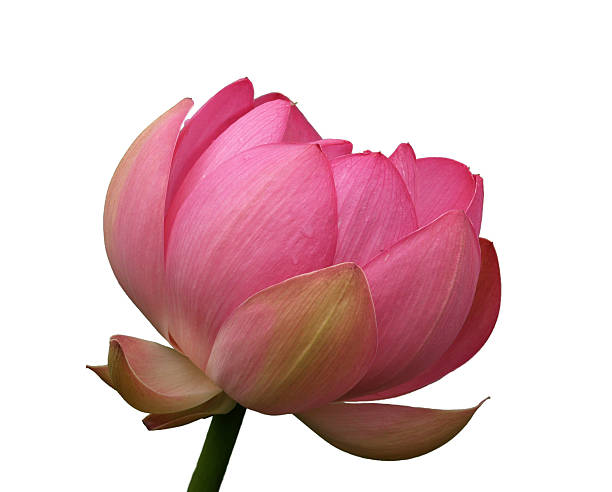 istock The flower, pink lotus 95020397