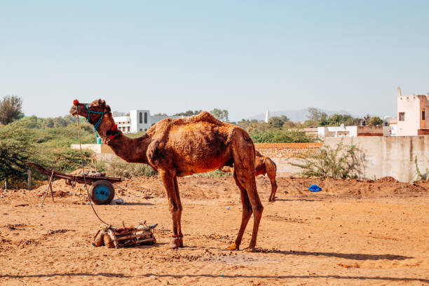 istock Camel at Pushkar town in India 950204368