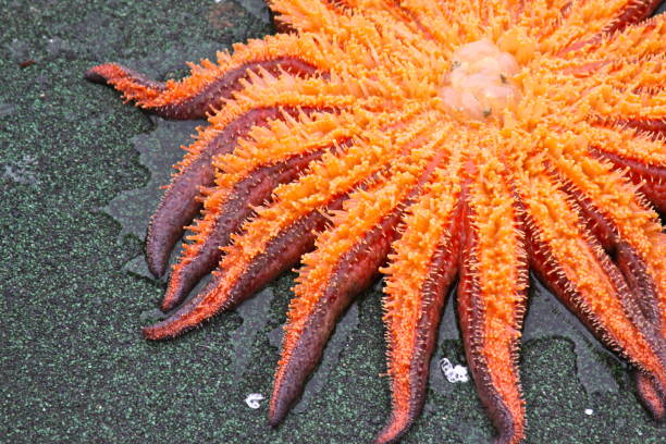 istock Orange you glad to see me 950204526
