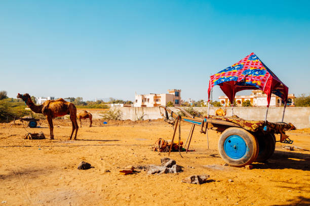 istock Camel at Pushkar town in India 950204566
