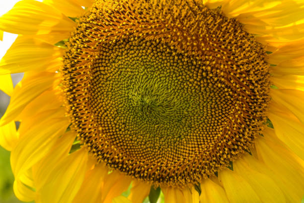 istock Sunflowers bloom and are withering due to sunlight and dehydration. 950205120