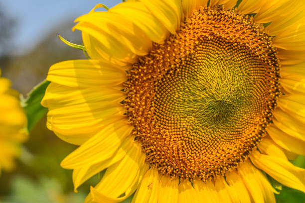 istock Sunflowers bloom and are withering due to sunlight and dehydration. 950205132