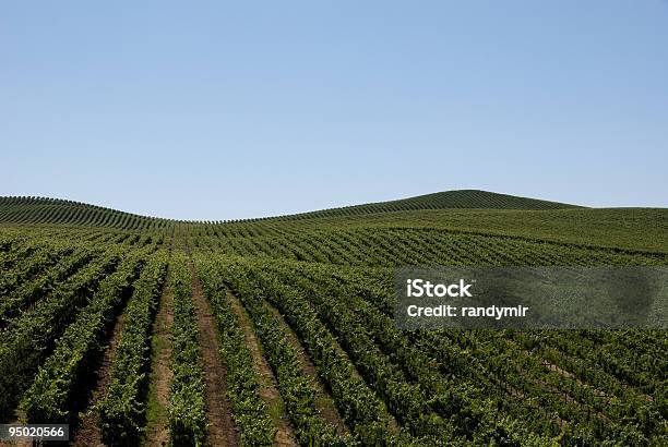 Vinhas Do Norte Da Califórnia - Fotografias de stock e mais imagens de França - França, Paisagem Ondulada, Vinho