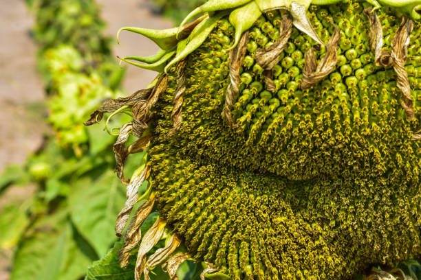 istock Sunflowers bloom and are withering due to sunlight and dehydration. 950207452