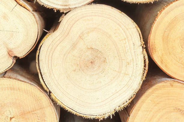 istock Cross section of the timber, firewood stack for the background 950213496