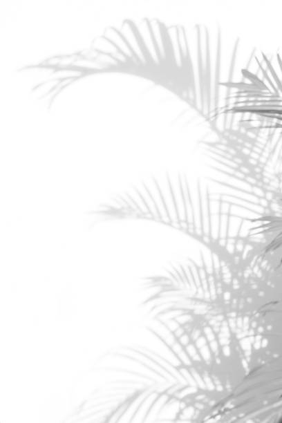 istock abstract background of shadows palm leaves on a white wall. White and Black 950223266