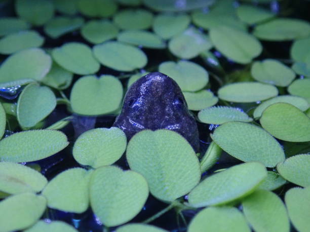 sapo africano anão na superfície da água - african dwarf frog - fotografias e filmes do acervo