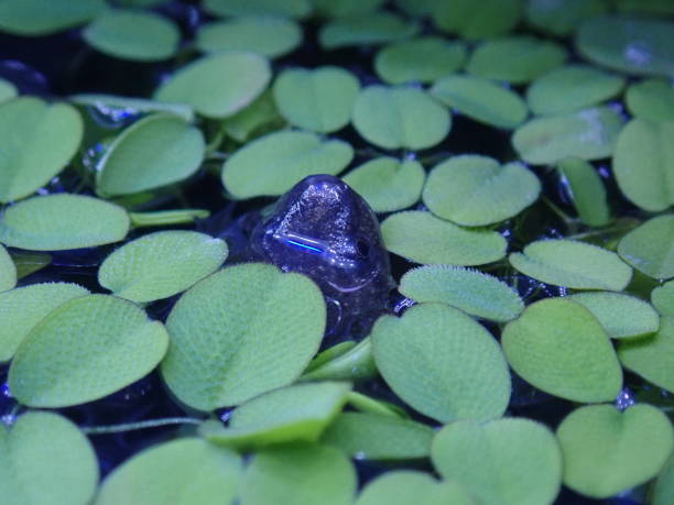 rã africana anã e regar plantas de flutuação - african dwarf frog - fotografias e filmes do acervo