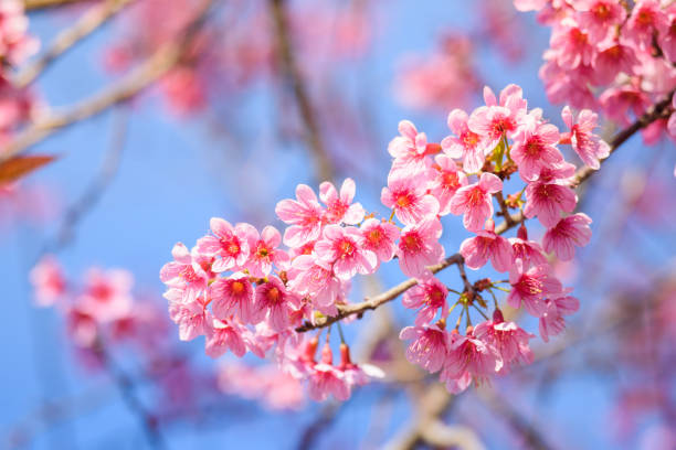 Beautiful Pink Cherry Blossom Or Sakura Flower Blooming In Blue